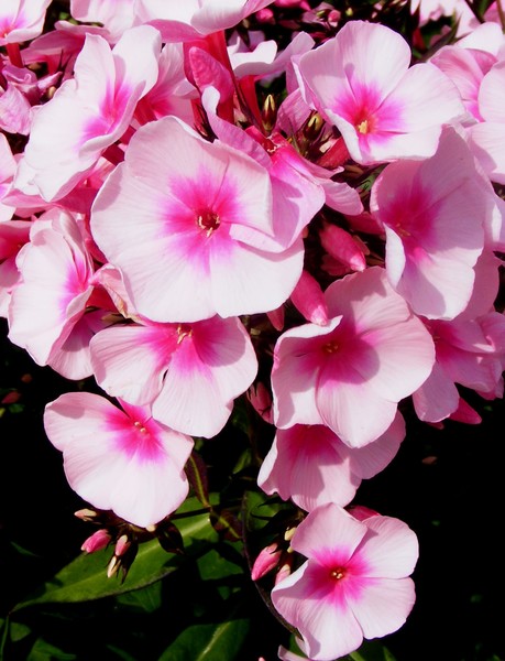 Pink_Funny_Faces1
