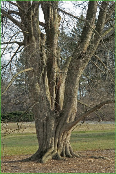 STRANGE TREE