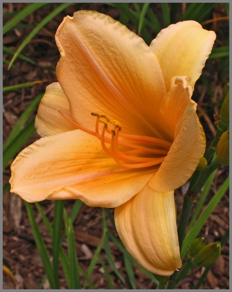 BLOSSOM #5