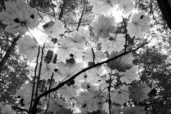 leaves