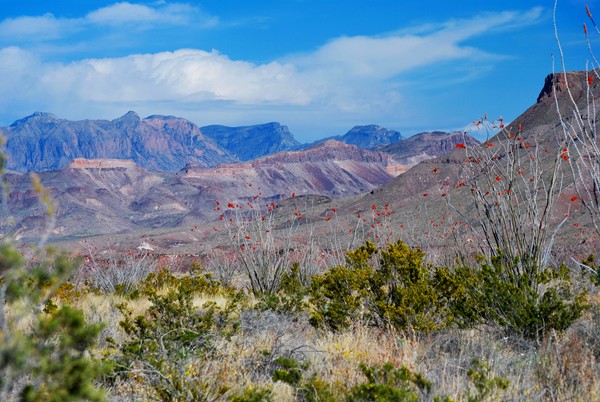 Ocotillo View