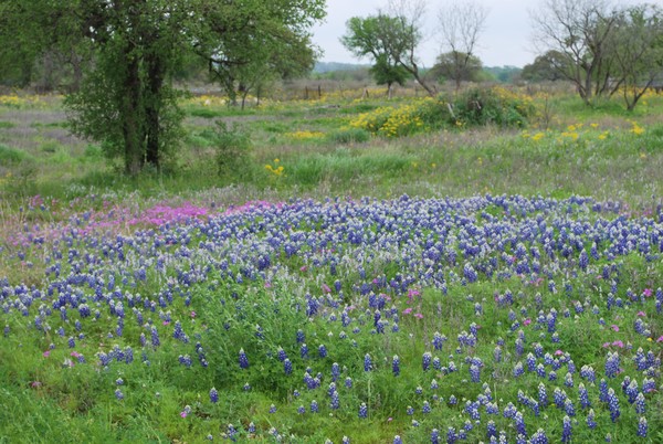 Texas Hill Country