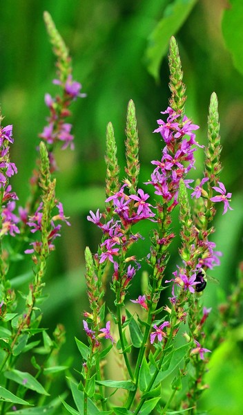 Purple Loosestrife