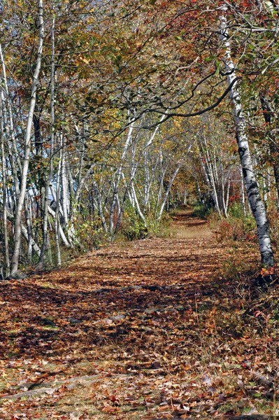 Basha Kill area trail