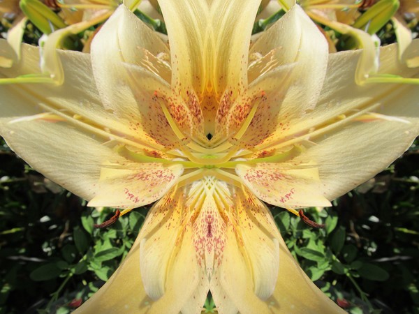 Lily Fantasy