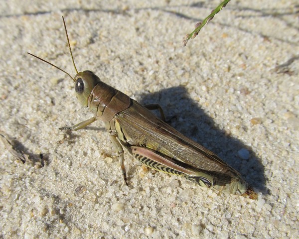 Grasshopper
