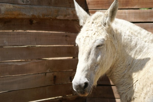 Close Up Horse