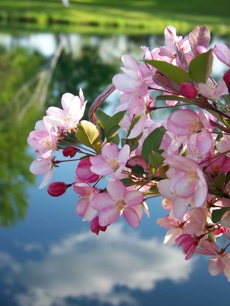spring blooms
