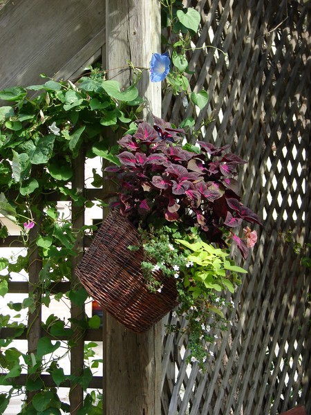 Hanging Basket