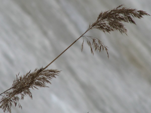 -LEANING FORWARDS