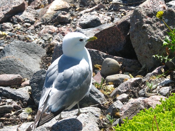 city birds