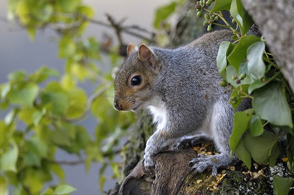 Grey squirrel