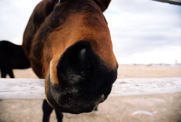 Nostrils