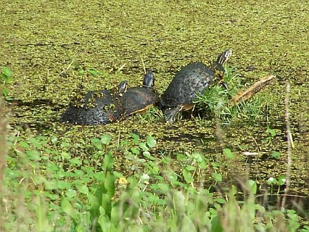turtles