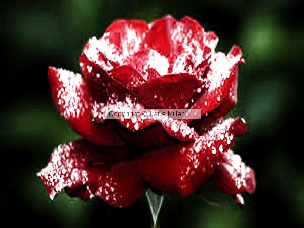 flower 3