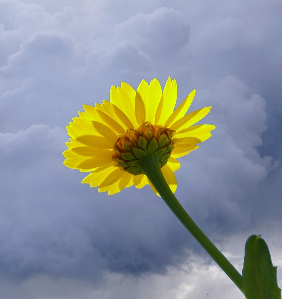 Flower in bad weather
