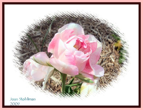 Remembering Spring