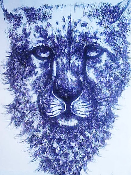 Cheetah's Stare