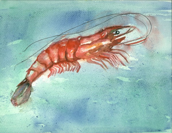 shrimp