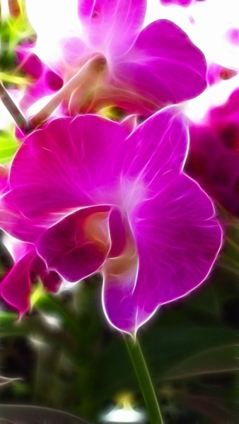 Fractalius Florals