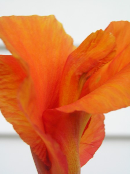 Orange Flower