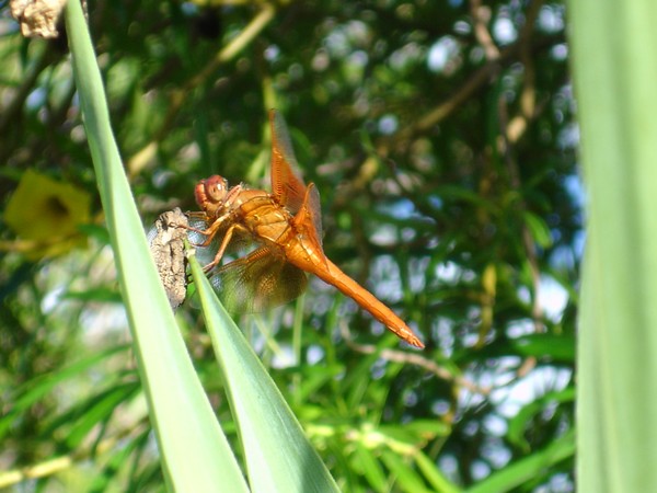 My Dragon fly
