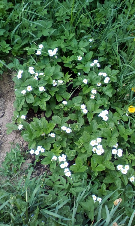 Wild strawberries