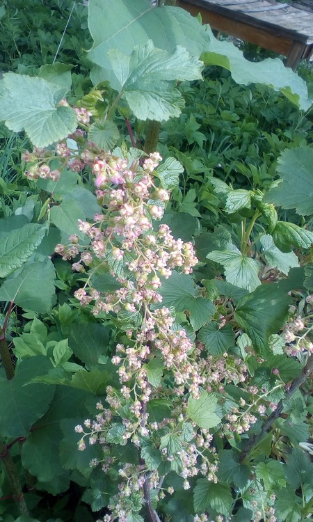 Flowers of red sour berries bush!