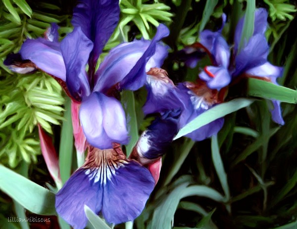 Irises