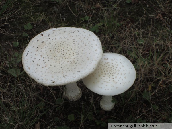 Mushroom Family