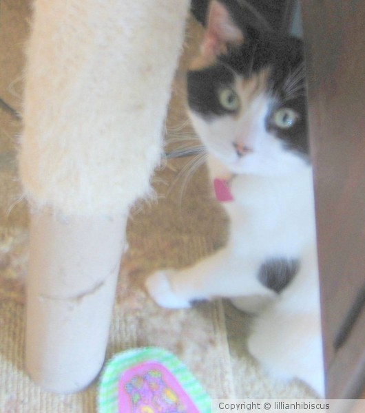 I Need A New Scratching Post