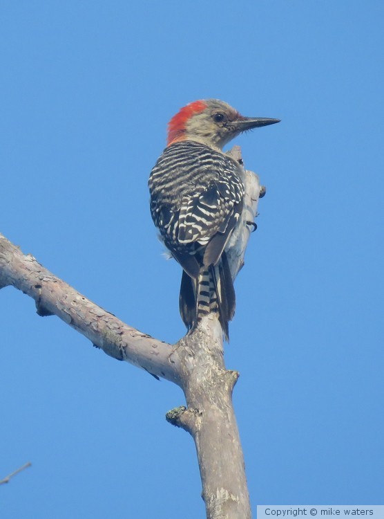 red bellied woodpecker