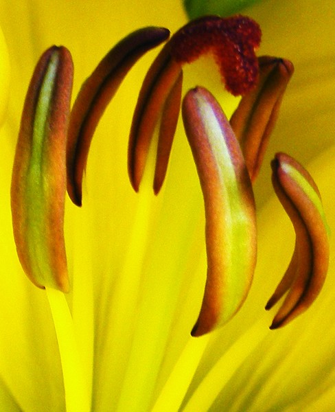 Day Lily II
