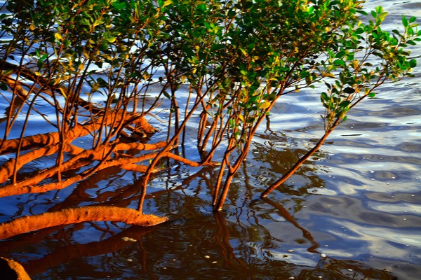 Mangrove Sunset