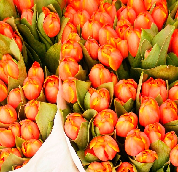 Tulips