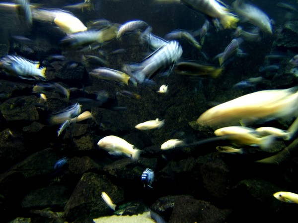 Flashy fish #2