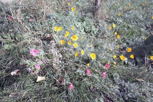 Wildflowers #3