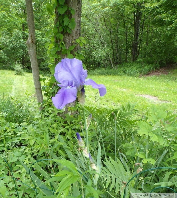 Woodland Beauty