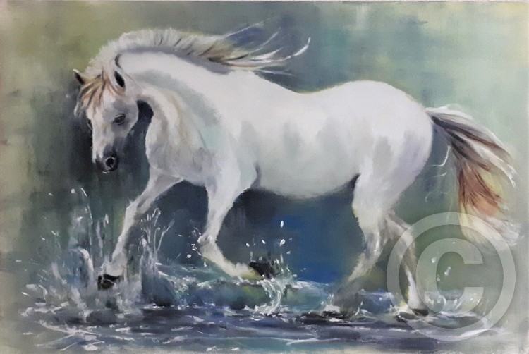 West Dalene Andalusian Stallion