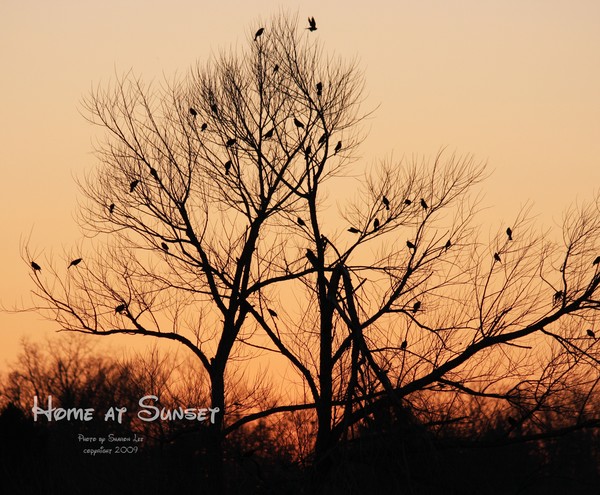 Coming home at sunset