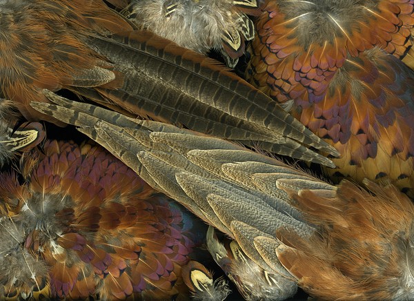 Featherdance