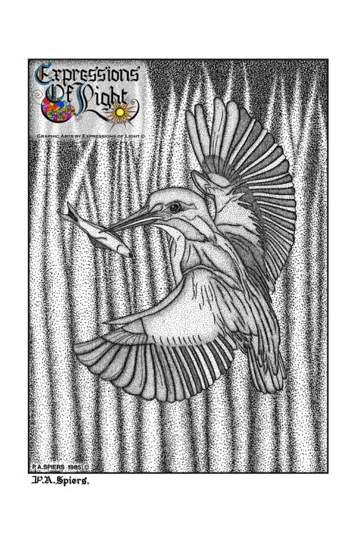 ExpoLight-Graphic-Arts-Kingfisher-1985-0001 (Pen-&-Ink-Mono-SP)