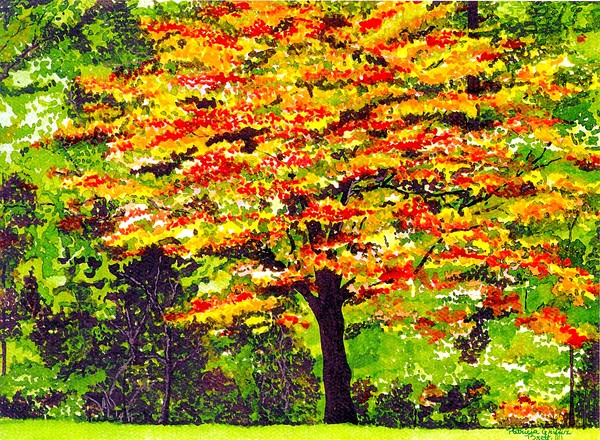 Autumn Splendor