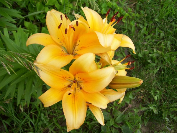 tiger lily 2