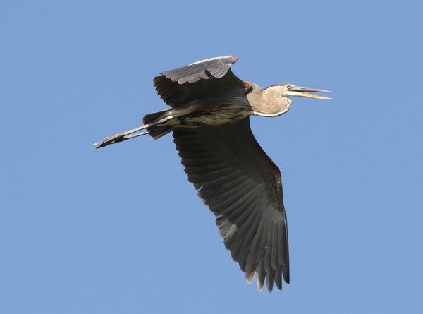 Blue Heron in Flight.