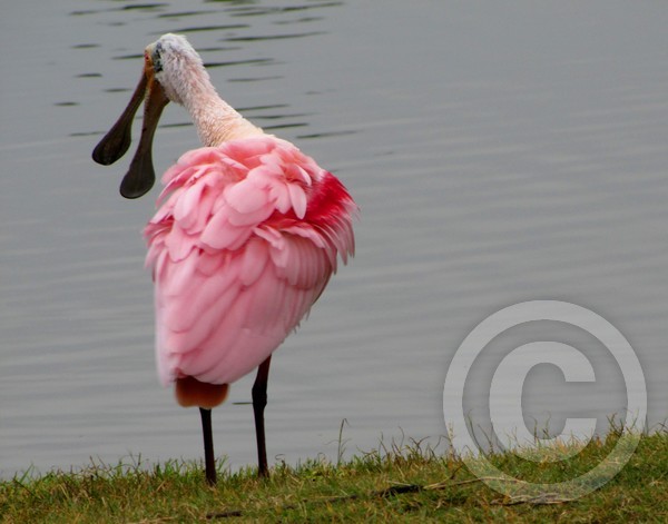 Roseate spoonbill 2