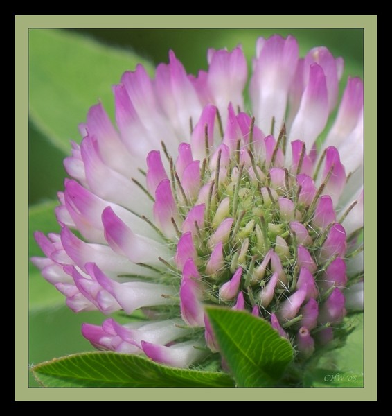 Clover