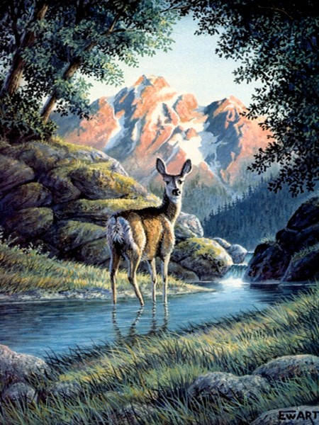 Alert Whitetail