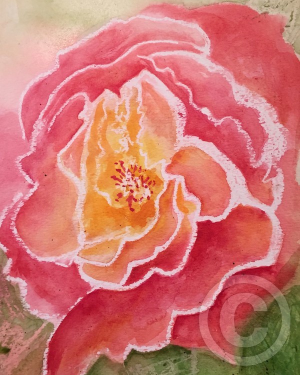 Pink Peony