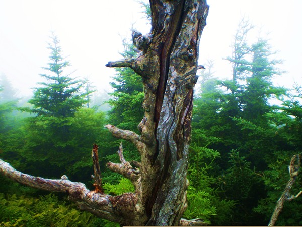 wise tree